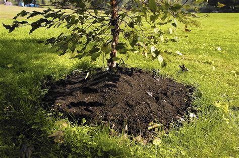 The Cost-Effectiveness of Using Summit Spell Bark Mulch
